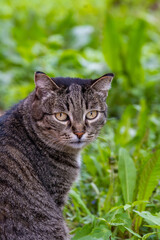 Grey tabby cat in the grass in summer. High quality photo