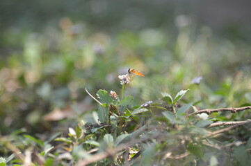 Close-up of a hoverfly feeding on a small white flower in a natural outdoor setting. The insect is sharply focused while the background is softly blurred, creating a beautiful bokeh effect. Green foli