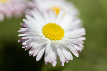 Fototapeta premium Close-Up of White and Yellow Daisies in a Sunny Green Meadow