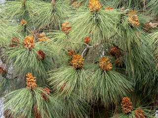 Male cones of pinus canariensis in Cordoba,Spain.