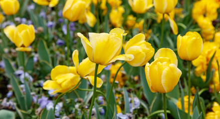 A field of yellow flowers with some purple flowers in the background