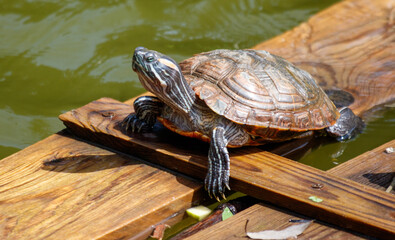 A turtle is laying on a wooden board in a pond