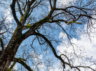 A tree with moss growing on it and a blue sky in the background