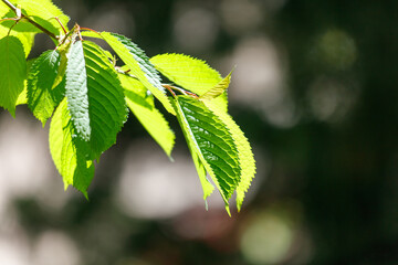 A leafy branch with a few leaves on it