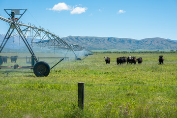 Herd of cattle