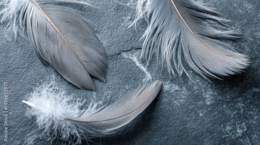 Poster delicate pale gray feathers are arranged on a smooth slate backdrop, softly lit by morning light, sh