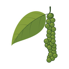  vector illustration of Asian tropical fruits