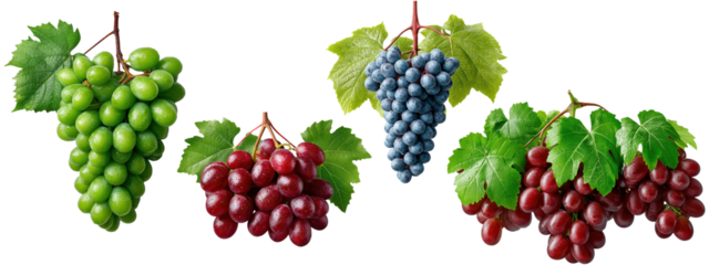 Set of green, red, and purple grape clusters with leaves on vine, isolated on transparent background