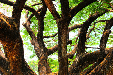 tree in the park