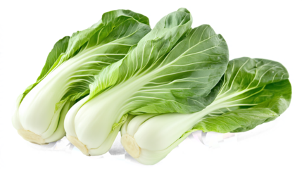 Bok Choy Isolated in White background, Full size Vegetable