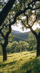 Fototapeta premium Sunlight filtering through the branches of trees in a field creating a peaceful atmosphere