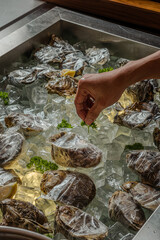 Fresh Oysters on Ice A Culinary Still Life