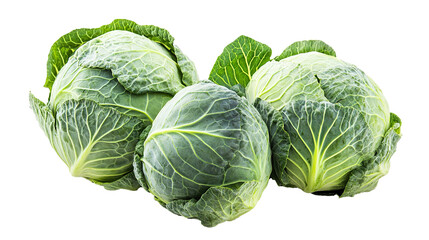 Fototapeta premium Cabbage Isolated in White background, Full size Vegetable