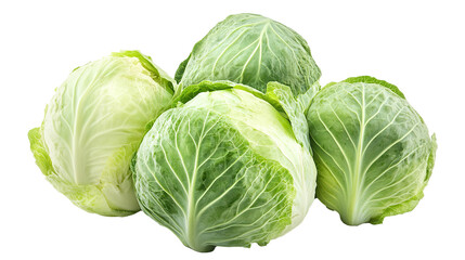 Obraz premium Cabbage Isolated in White background, Full size Vegetable