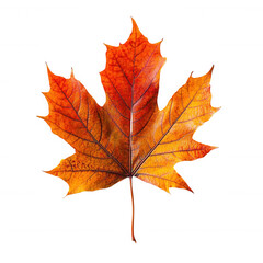 Fototapeta premium Isolated autumn maple leaf fall foliage red orange yellow black background on transparent background