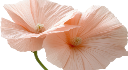 Delicate, pale peach flowers.  Two blossoms, soft, overlapping petals,  close-up view,  natural light,  floral beauty,  garden