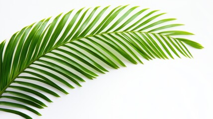Fototapeta premium Vibrant Green Palm Frond Against a Clean White Backdrop for Tropical or Summer Themes