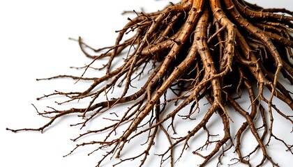 an isolated image of plant roots on a solid white background, showcasing their intricate, organic structure