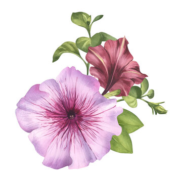 recommend clip art: Petunia with bright pink core with greenery and burgundy buds watercolor illustration. Flower clip art for summer card. Summer bouquet of garden flowers for invitation, background, label, poster