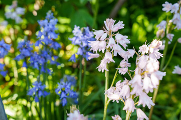 The bell-shaped white and blue flowers of the Spanish bluebell (Hyacinthoides hispanica), an...