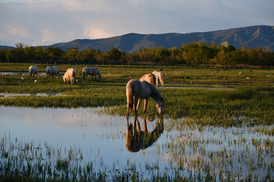 Aiguamolls de l'Empord&agrave; at sunset on the Costa Brava, Girona, Catalonia