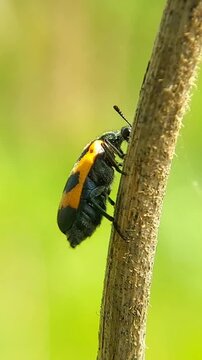Hycleus is a genus of blister beetles belonging to the family Meloidae found in Africa and Asia. Macro videography.