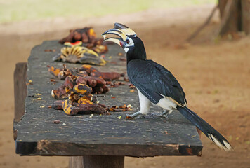 Female Oriental Pied Hornbill on Koh Paluai island Eating bananas left for them by the island dwellers, Ang Thong archipelago, Thai Gulf, Surat Thani, Thailand