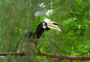 Male Oriental Pied Hornbill found on Koh Paluai island relaxing on the tree, Ang Thong archipelago,...