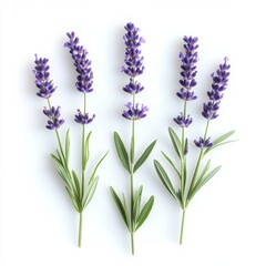 Obraz premium Minimalist Arrangement of Fresh Lavender Stems on a Clean White Background in Studio Lighting