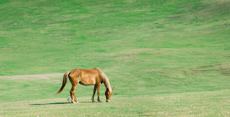 A single horse grazes in a natural pasture.