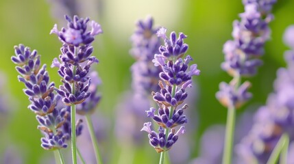Fototapeta premium Vibrant Lavender Blooms in a Serene Garden Setting During the Spring Season Showcasing Nature's Beauty and Tranquility