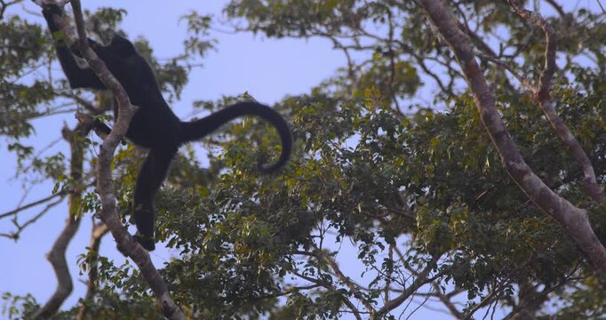 A spider monkey performs an epic leap through the lush jungle canopy creating a bridge for others in Peru&rsquo;s Amazon rainforest