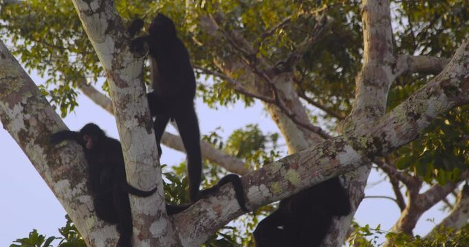 Black spider monkeys move energetically across the treetop branches of Peru&rsquo;s Amazon at daybreak.