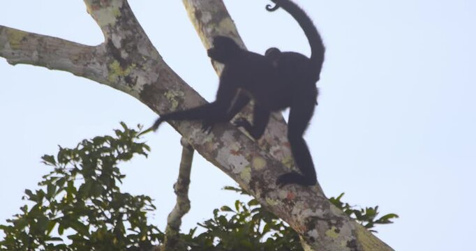Tender moments as a black spider monkey mother walks with her baby through the Peruvian rainforest canopy.