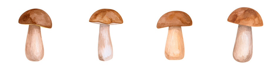 Watercolor Boletus Mushroom PNG set with Transparent Background, Edible Forest Fungi Illustration