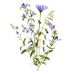 watercolor drawing bouquet of blue wild flowers, plants at white background, hand drawn botanical illustration