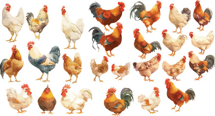 chicken watercolor clipart