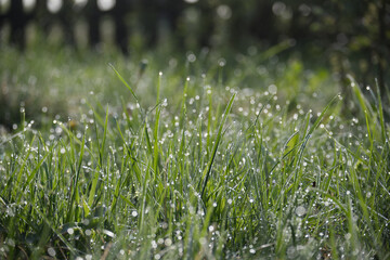 Vibrant green grass with dew drops glistening in the morning sunlight creating a fresh, natural scene.