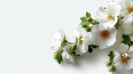 Fototapeta premium White blossoms and vibrant green leaves are artistically arranged diagonally on a clean white background, offering an elegant composition with ample space