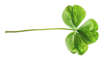 Close up of fresh green shamrock leaf for saint patrick's day design on transparent background
