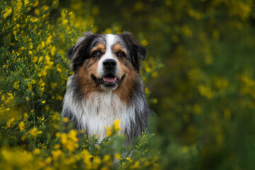 Australian Shepherd in yellow bush