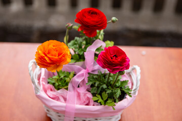 three beautiful buttercup flowers in a pink basket on a fence background, beautiful photo of flowers, red flowers Asian buttercup, flowers in a basket with a pink ribbon