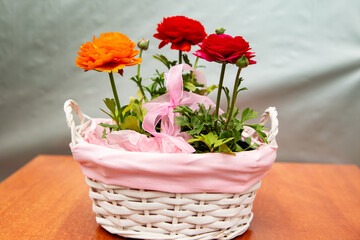 Three beautiful buttercup flowers in a pink basket on a silver background, beautiful photo of flowers, red flowers, Asian buttercup, flowers in a basket with a pink ribbon