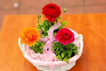 three beautiful buttercup flowers in a pink basket, beautiful photo of flowers, red buttercup flowers, flowers in a basket with a pink ribbon