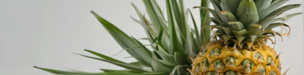 Obraz premium A single ripe pineapple, vibrant yellow-green skin, sits on a white background , element, texture, vitamin