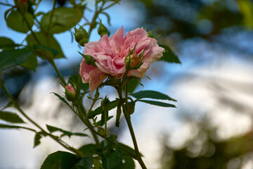 Beautiful pink rose seen from below against the sky in Castrelos Park Vigo