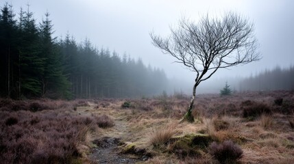 A solitary gnarled tree rises through thick fog, surrounded by dense woods and grassy land, creating a tranquil atmosphere in the early morning light