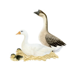 Geese family with ducklings and nest watercolor isolated illustration. Poultry yard birds in white, brown and beige for farm animals designs. Realistic fowls clip art for village life concepts