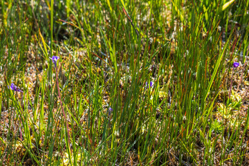 Butterwort flowers on a wet meadow
