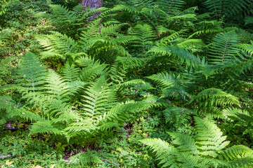 Lush green fern fronds in a forest at summer